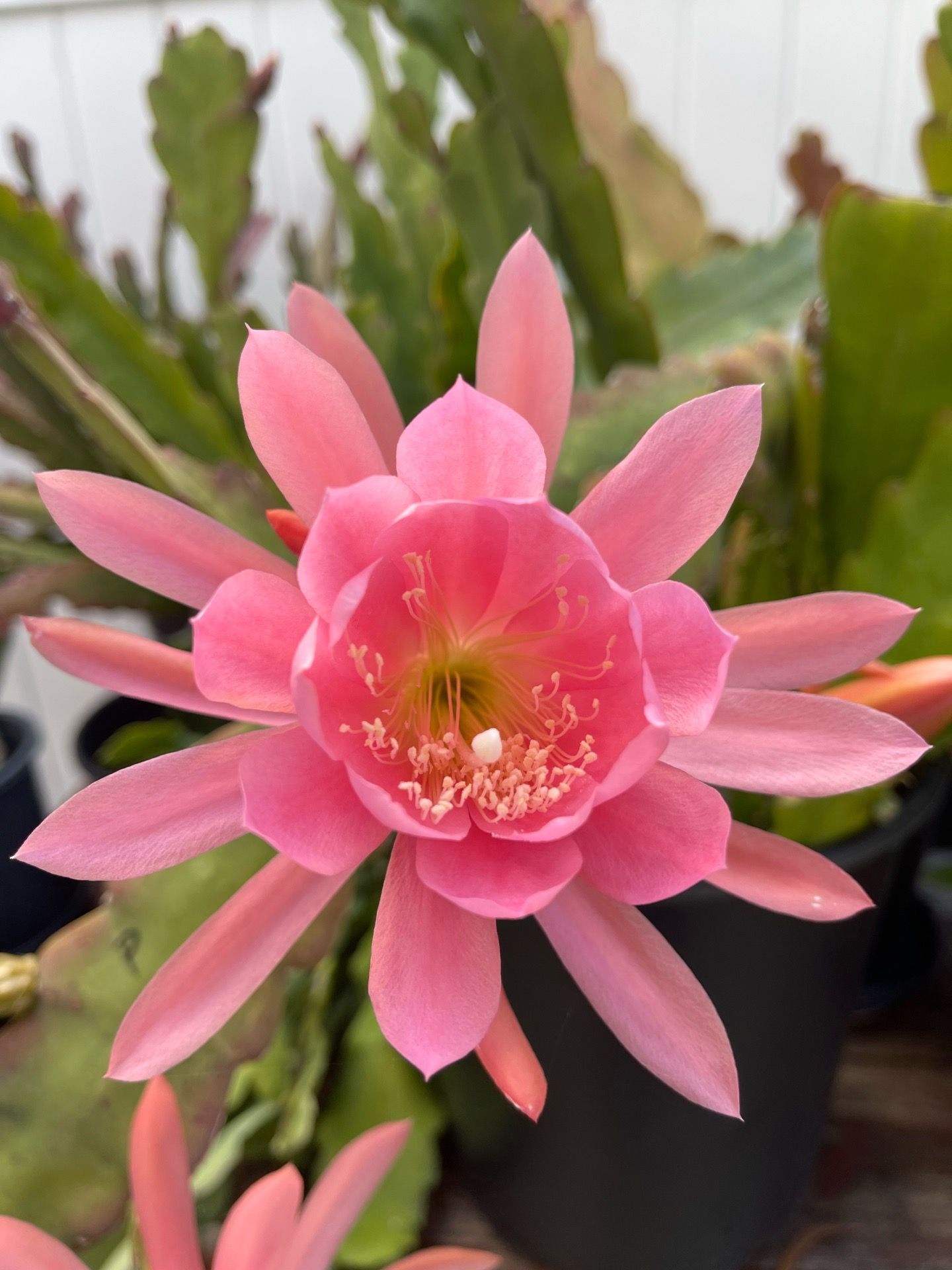 Epiphyllum Cuttings (“8” or Longer). Many Different Colors. See Prices Below