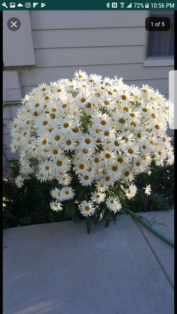 early snow lady shasta Daisy perennial plants