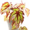 Tropical Plants