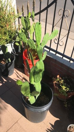 Planta de Nopal