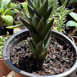 Cactus & Succulents 4”pot 