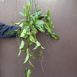XXL Hoya Rigida In 6” Pot 