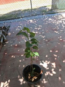 Chirimolla