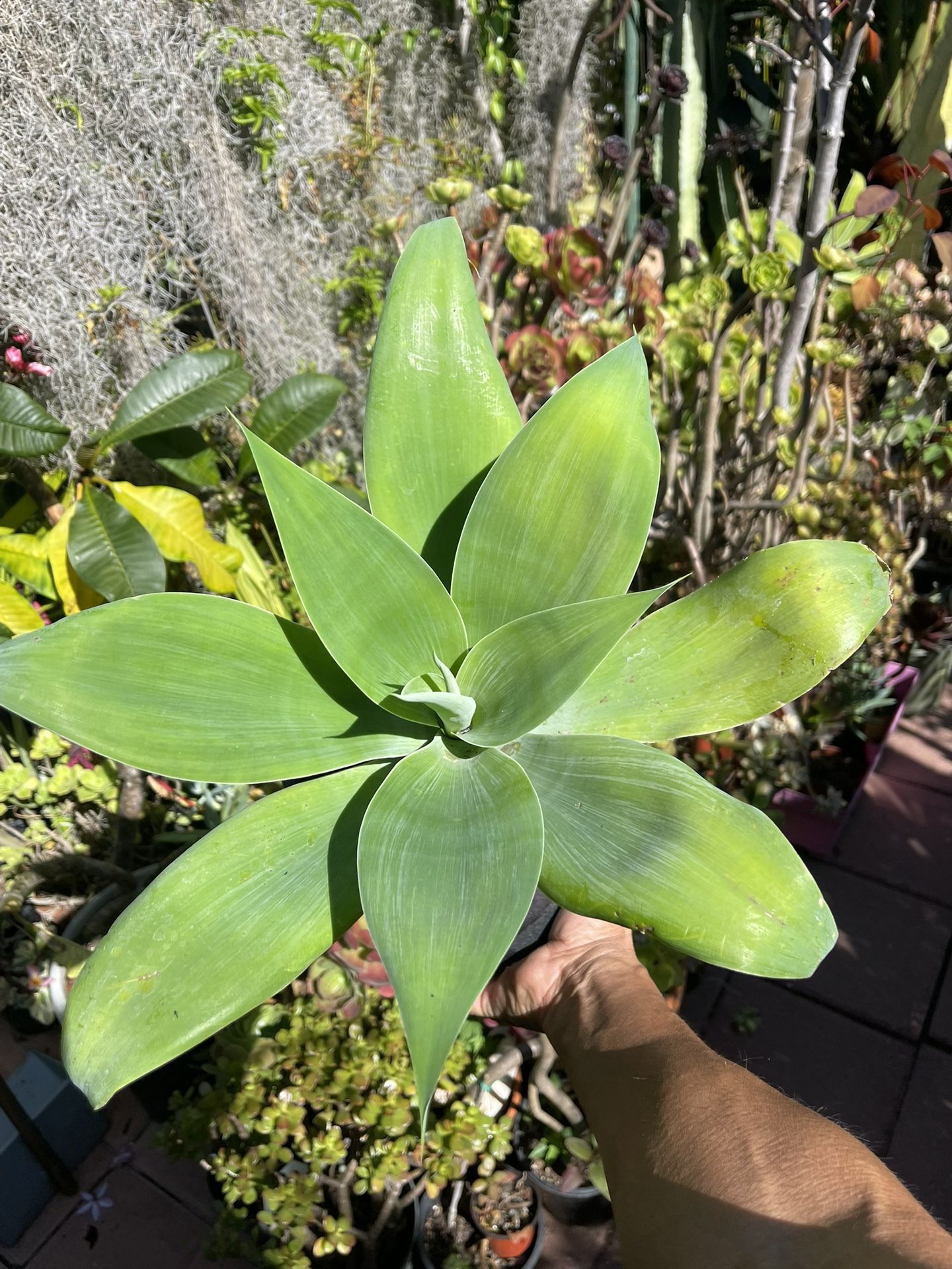 Foxtail Agave Succulent Plant