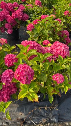 Glowing Embers Hydrangea