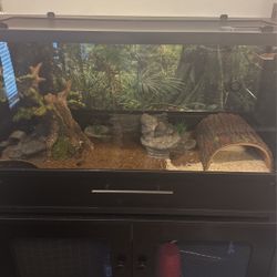 Pied Ball Python 
