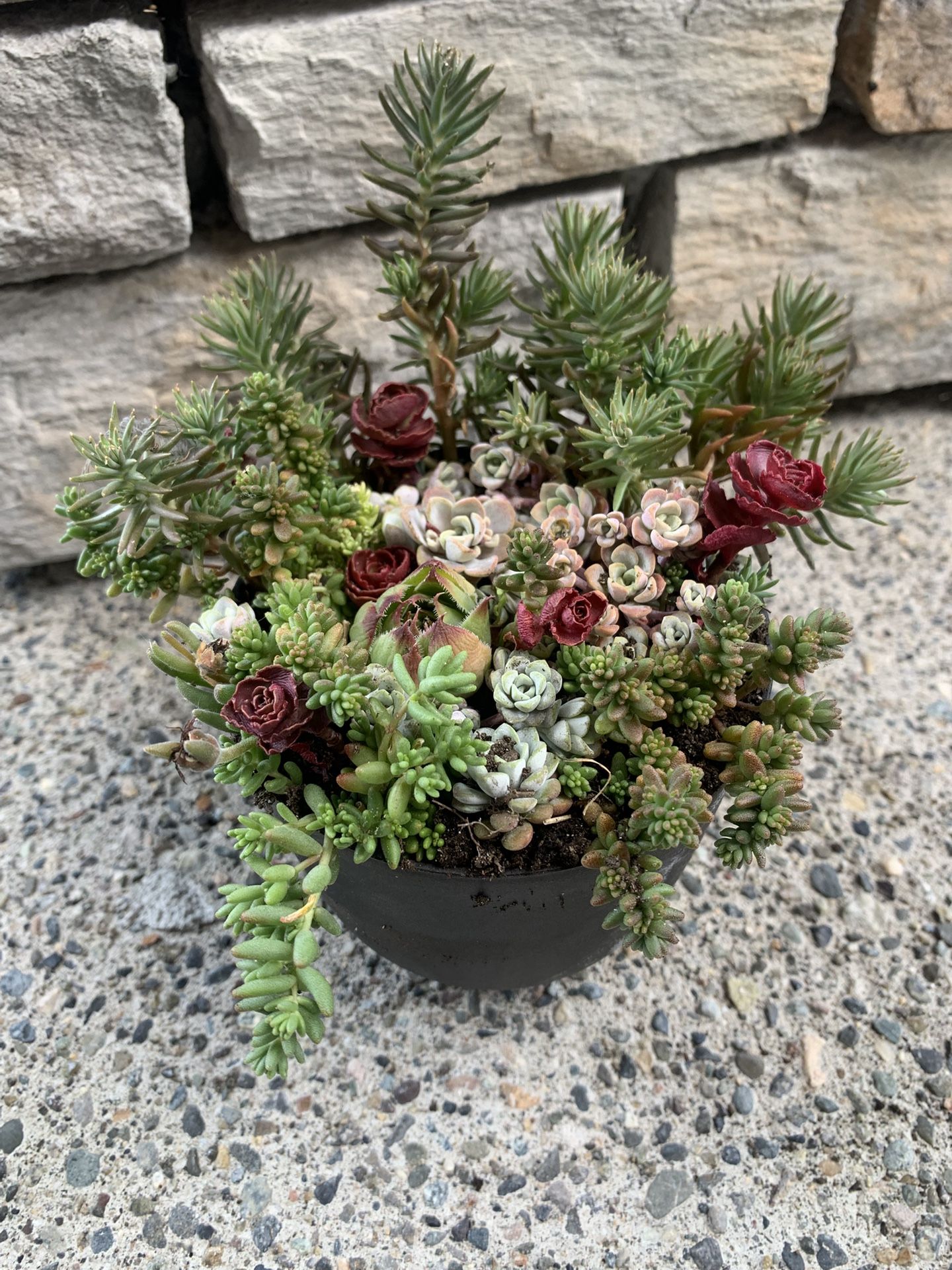 Outdoor live succulent arrangement in black plastic pot