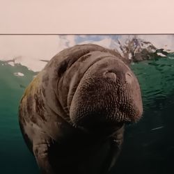 Manatee Photo Crystal River FL,  Signed 