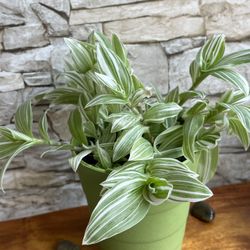 Tradescantia Albiflora Variegata Easy To Care House Plant In 5.5"H Pot. 