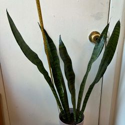 Snake plant