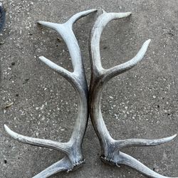 Elk Antler Sheds