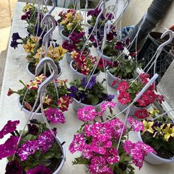 Hanging Flowers Pots With Beautiful Flowers6$ Each