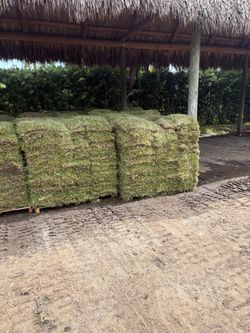St. Augustine Sod