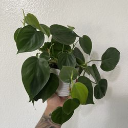 Heartleaf Philodendron  💚 