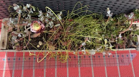 Succulents in a vintage basket
