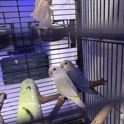 Lovebird Parrot Cage