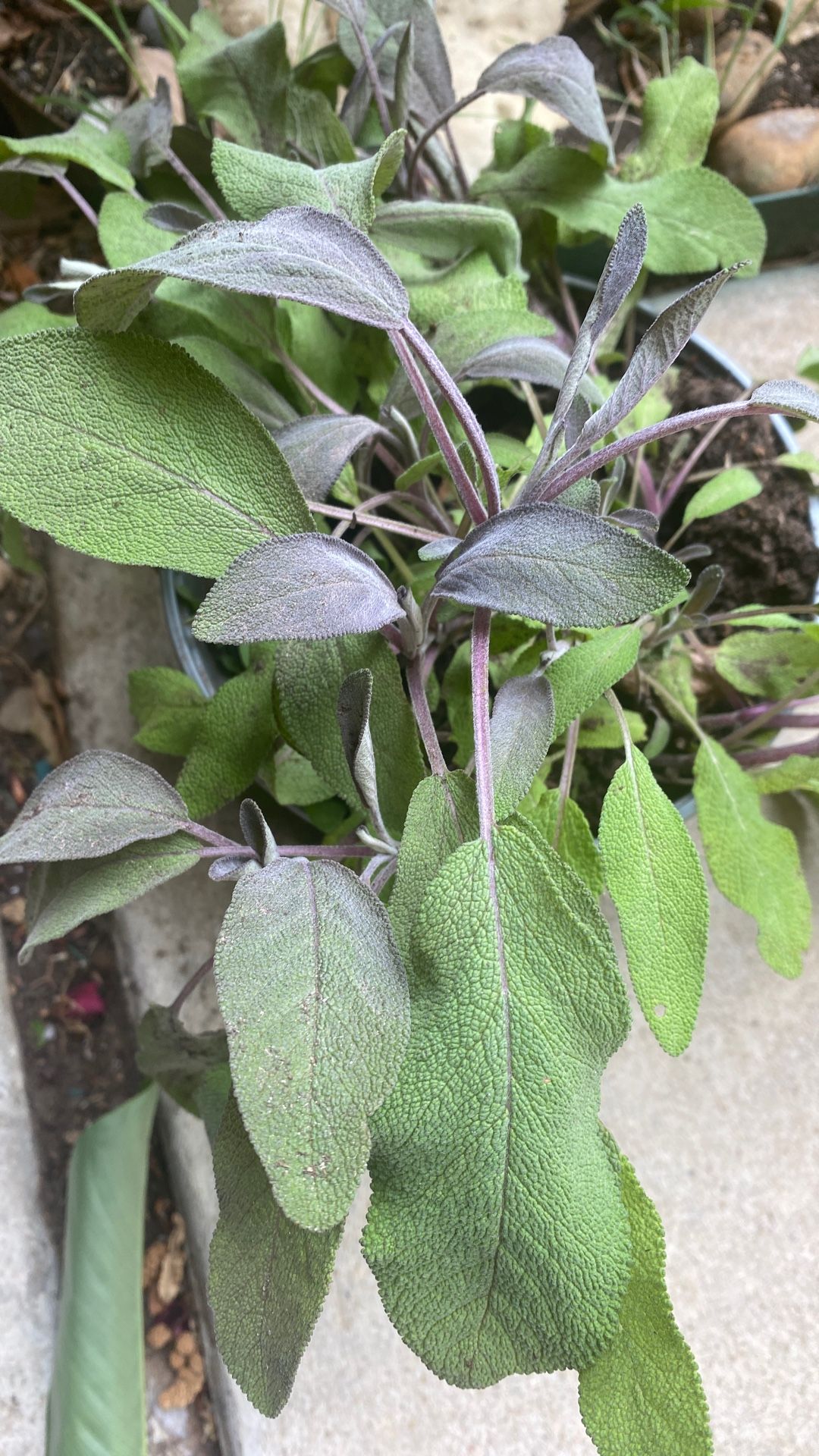 Large Purple Sage