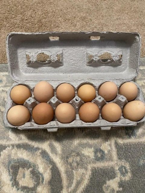 Rhode Island Red Hatching Eggs🥚 🐣🐤🐓