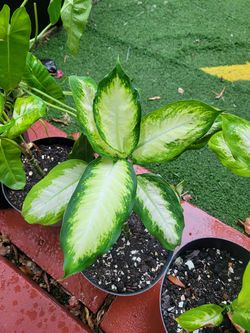 $10 Dieffenbanchi plant 🪴