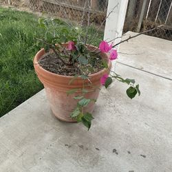 Plant With Pot