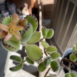 Bear Paws 🐾 $9