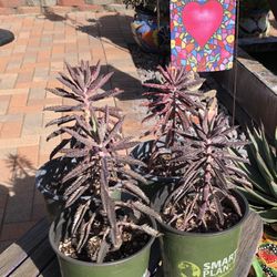 Mother Of Thousands PINK BUTTERFLY Succulent Plants 