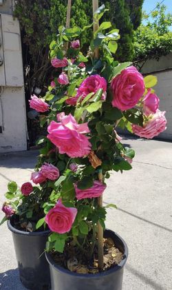 Climbing Rose