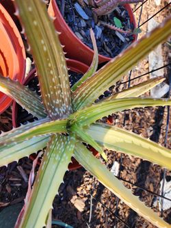 Aloe Cinthia Variegated 1gallon