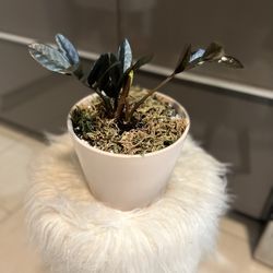 Black Zz Raven Plant In Ceramic Planter