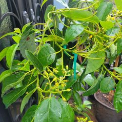 Flowering MEXICOLA AVOCADO TREE