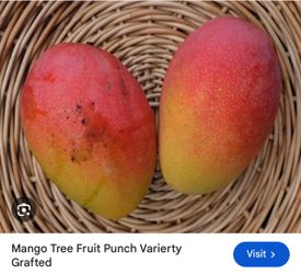Fruit punch mango trees
