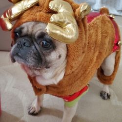 Dog Reindeer outfit 