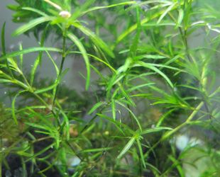 Najas Guadalupensis Aquarium Plants