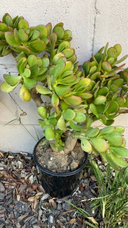 Succulent plant