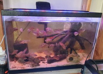 20 gallon tall aquarium setup