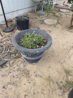 Big pot with plant