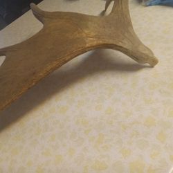 Eagle...Moose.horn...100 Bucks