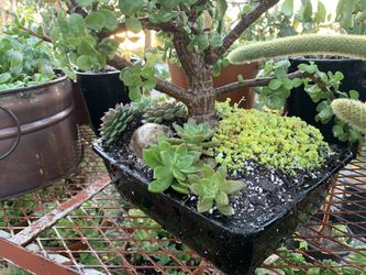 Bonsai