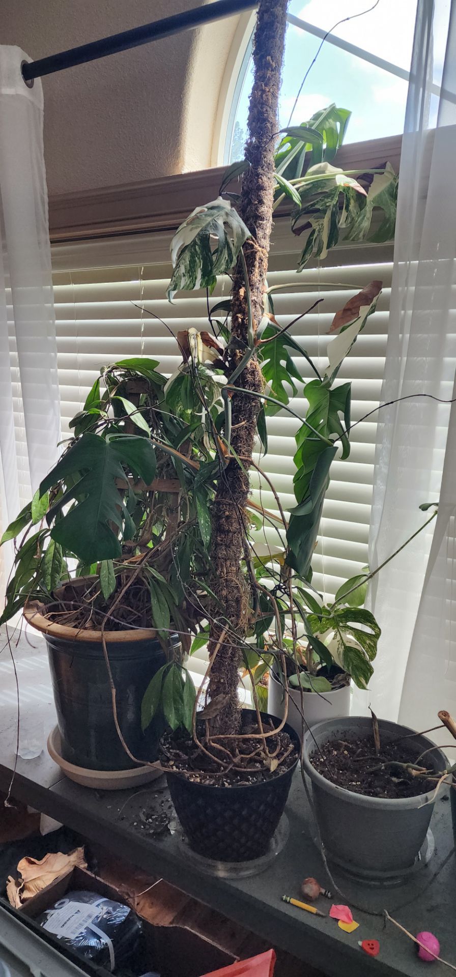 Two pots of variegated monstera and a Hoya