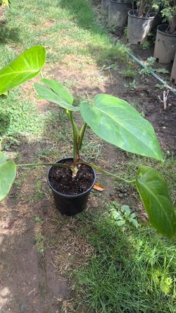 Plant