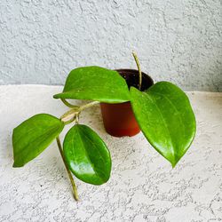 Hoya Genevieve Plant 