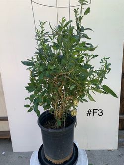 #F3- Pepino Melon Plant 人参果樹