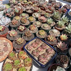 Korean Succulents (Different Pricing)