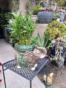 Large Lucky Bamboos Arrangement $38