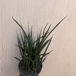 6” Sansiveria Fernwood