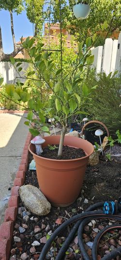 Orange Tree