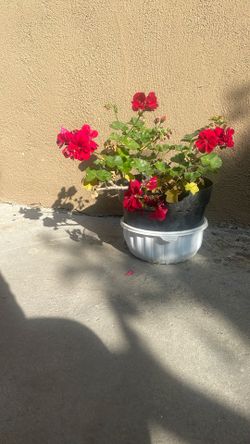 Planta