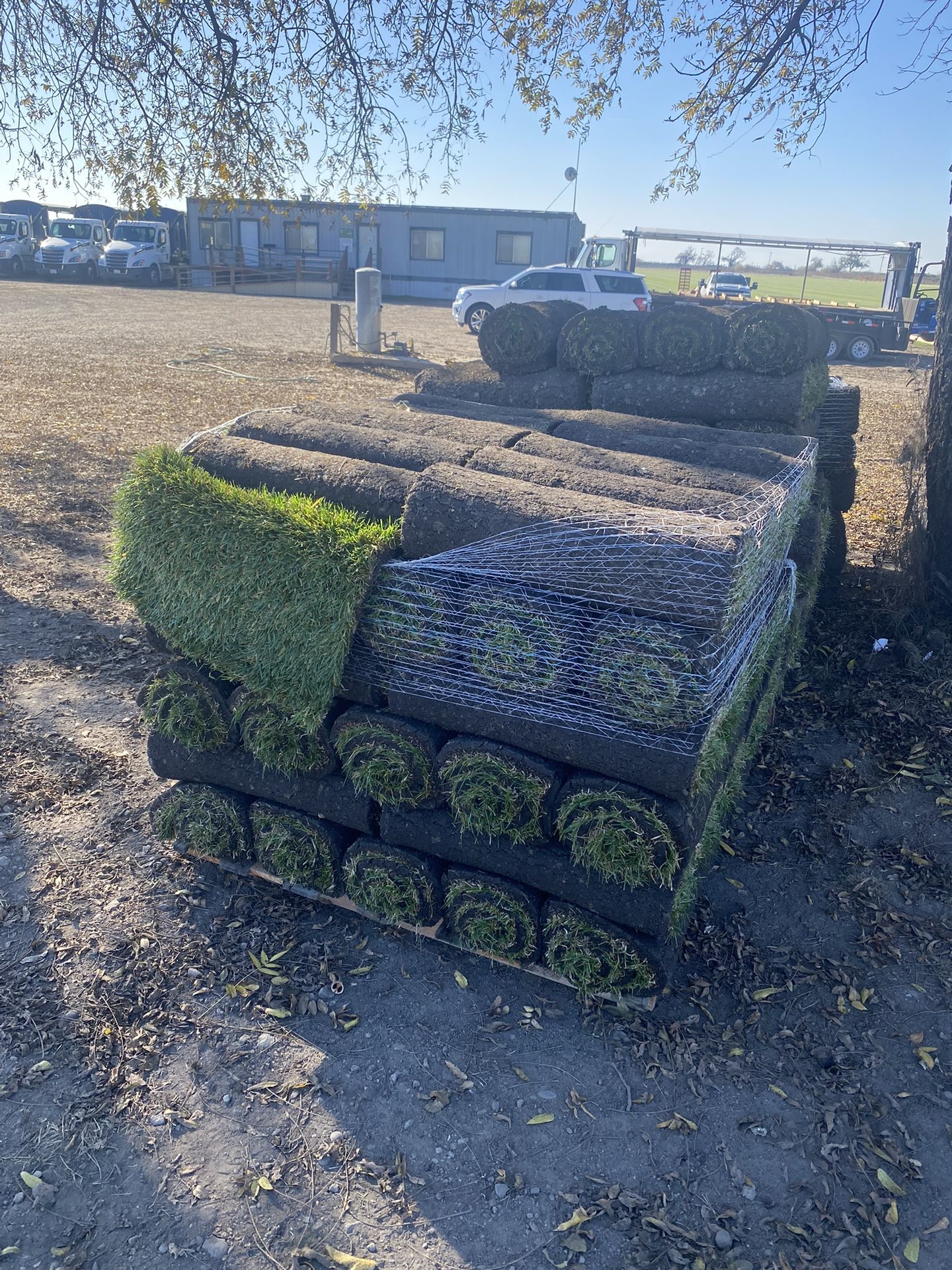 800 Sf Fescue Fresh Cut