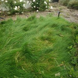 Sprinklers For Grass 