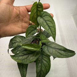 Monstera Siltepecana 